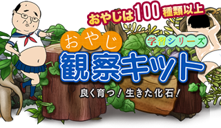 学習シリーズ おやじ観察キット 良く育つ！生きた化石！ おやじは100種類以上